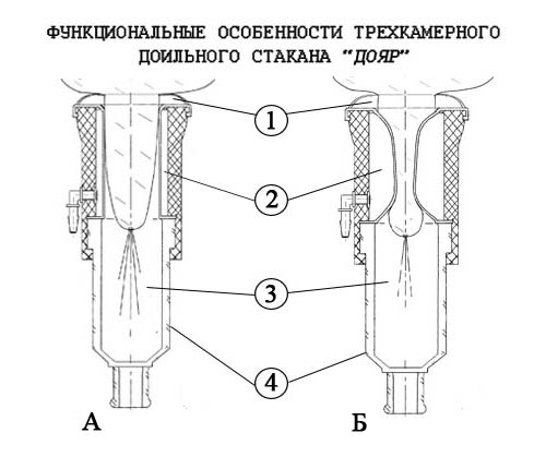 Окончательное решение проблемы травмирования вымени коров при машинном  доении