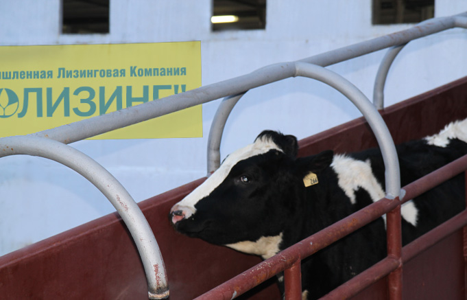 Дойная корова. Ростов коров дойных. Творогово молочная ферма. Молочные фермы. Ростов коров дойных.