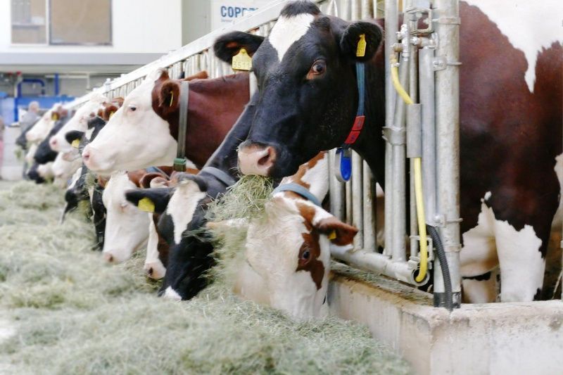 Hungarian Farmers Record First Monthly Milk Price Rise in Months