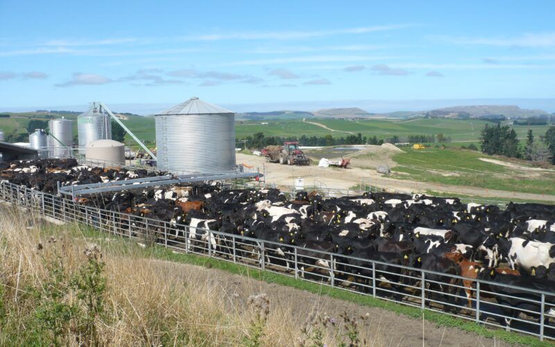 New Zealand Dairy Farm Sales Surge Amid Investor Interest