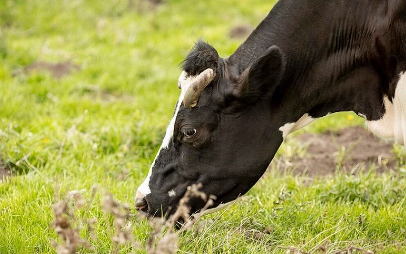 Bird Flu Detected in Milk from Phoenix-Area Dairy