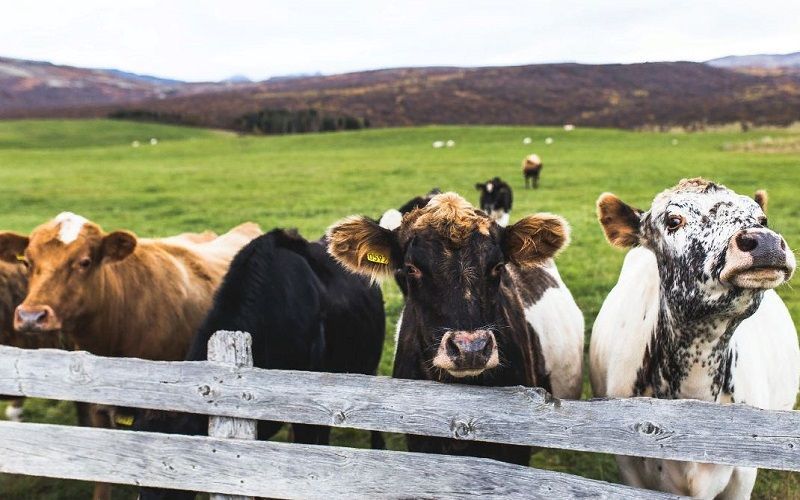 Ballymena Mart Report: Strong Sales in Cattle, Dairy Cows Top at £2680