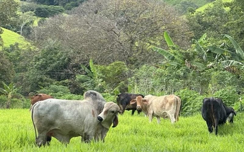 Colombia Launches Largest Sustainable Livestock Network for Meat and Dairy Producers