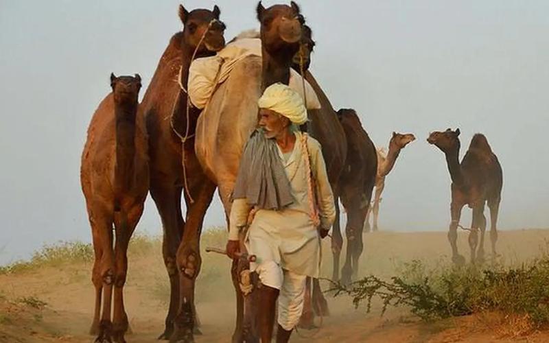 Sarhad Dairy Boosts Camel Milk Production and Innovation in Gujarat
