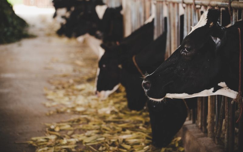 Животноводство формирует более 30% продукции АПК Кызылординской области