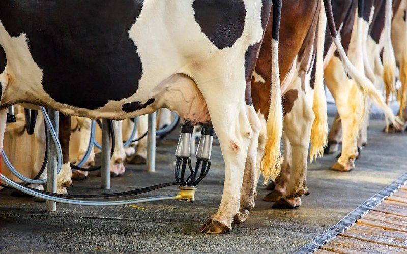 Животноводство Азербайджана выросло на 1,1% Животноводство Азербайджана выросло на 1,1%