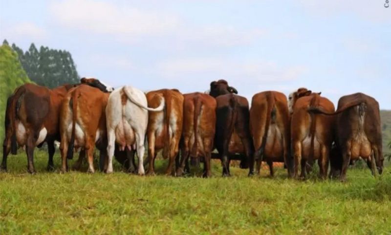 Saexi Invests R$5.5m in a Simbrasil Dairy Project