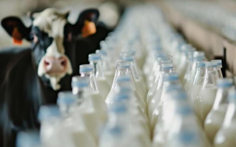 Estonian Dairy Sector Faces Price Decline Amid Global Market Shifts