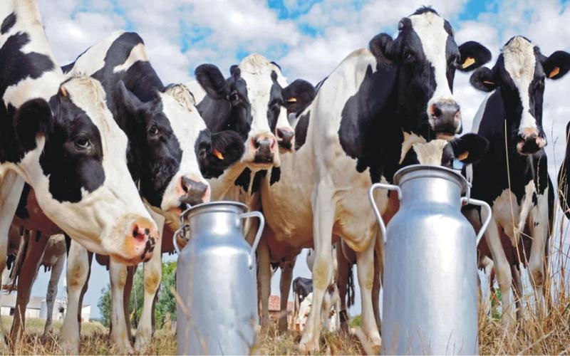 التحول الرقمي في قطاع الألبان الهندي من خلال إنترنت الأشياء والذكاء الاصطناعي