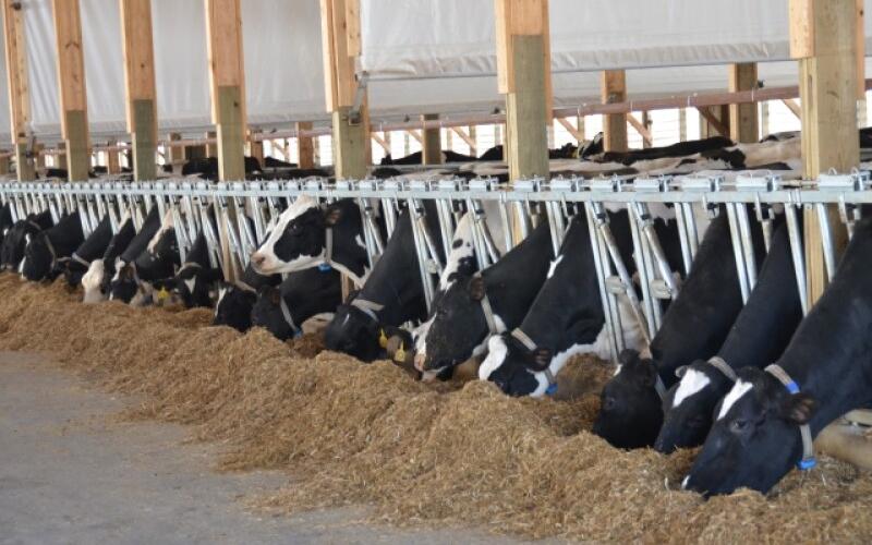 Strategies for Dairy Farms to Mitigate 2026 Milk Price Declines