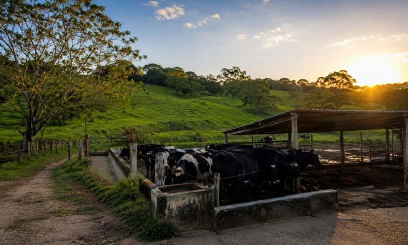 Innovative Dairy Management Boosts Production in Brazilian Farms