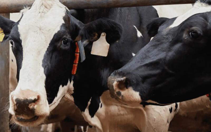 Nueva Herramienta de Evaluación de la Salud Intestinal Desarrollada para Vacas Lecheras