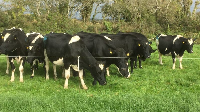 Significant Portion of Irish Dairy Herds Default to Highest Nitrogen Band
