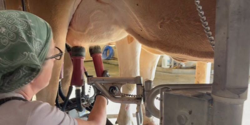 Strafford family keeps Vermont dairy farm operating
