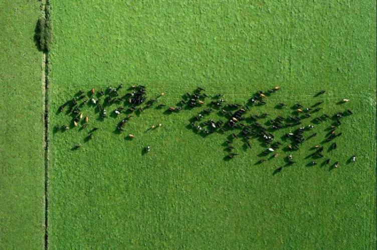 New Zealand Dairy Sector Faces Challenges in Productivity Growth