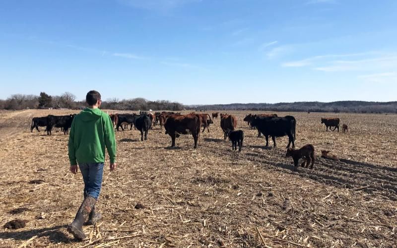 اقتراح أمريكي لذبح الأبقار الحلوب للحد من واردات اللحم البقري الأرجنتيني