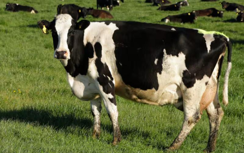 Gokul’s Big Move: A Raise for Dairy Farmers