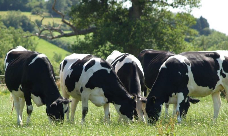 NFU Cymru: rising costs squeeze Welsh dairy margins despite recovering milk prices