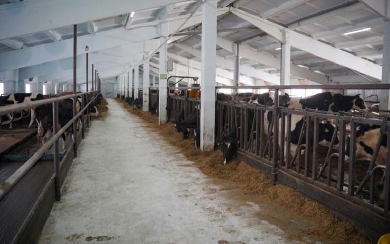 Молочная продуктивность коров в России выросла на 4,2% при сокращении поголовья