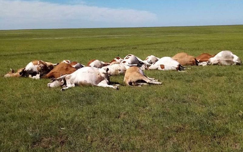 Скот массово погиб в Павлодарской области