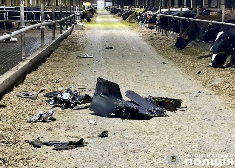 Russian Drone Strikes Damage Ukrainian Dairy Farm, 11 Cows Killed: Regional Governor