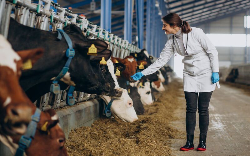 In 2024, Veterinary and Sanitary Measures in Kyrgyzstan Covered 17.9 Million Animals