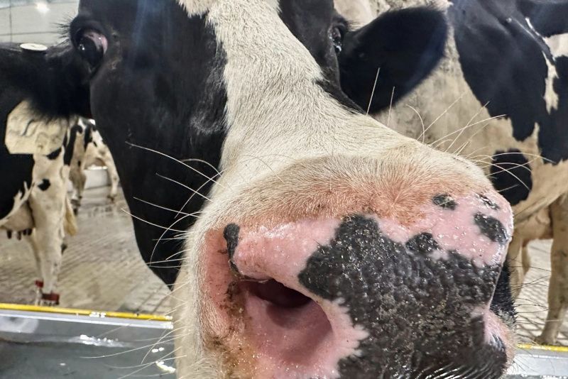 Rising Demand for Raw Milk in Idaho Amidst Health Concerns