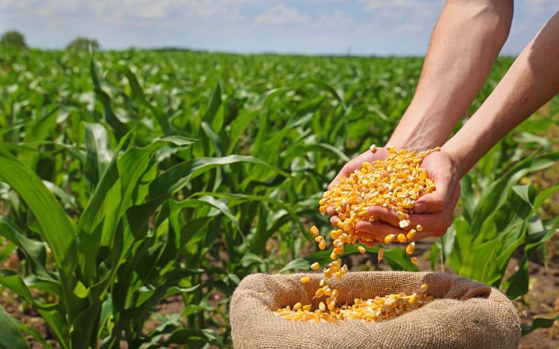 Vital Aid: Feed and Corn for Farmers