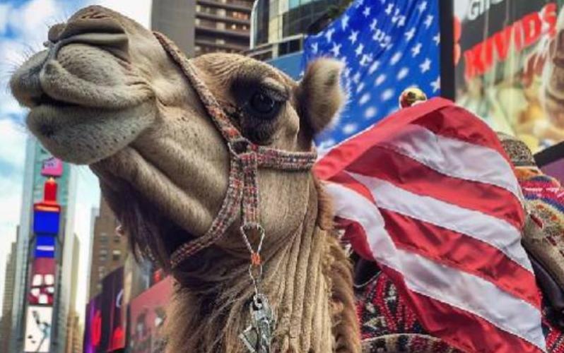 Camelid Parade 2025: Blending Innovation, Sustainability, and Tradition in New York