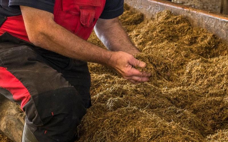 Organic Dairy Farmers Brace for Forage Shortage This Winter