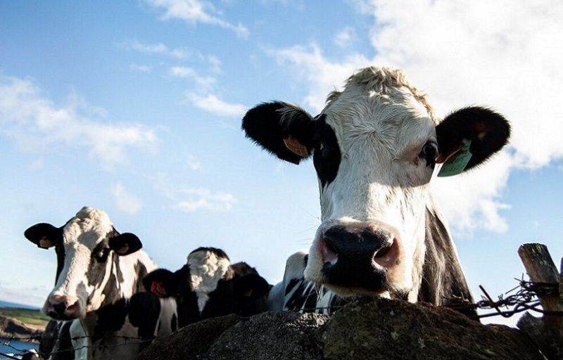 Allegations of Price Discrimination in Spain's Dairy Industry