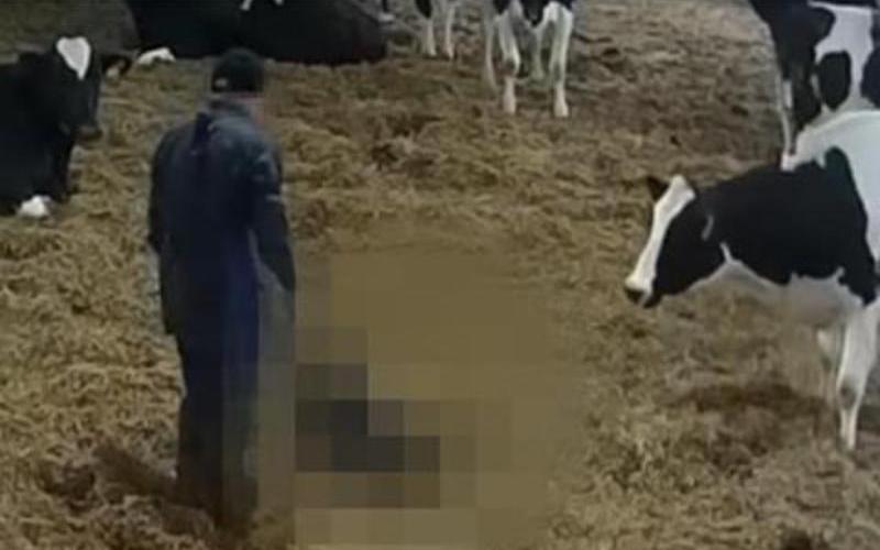 Hayvan Zulmü Nedeniyle Soruşturma Altındaki Cornish Süt Çiftliği