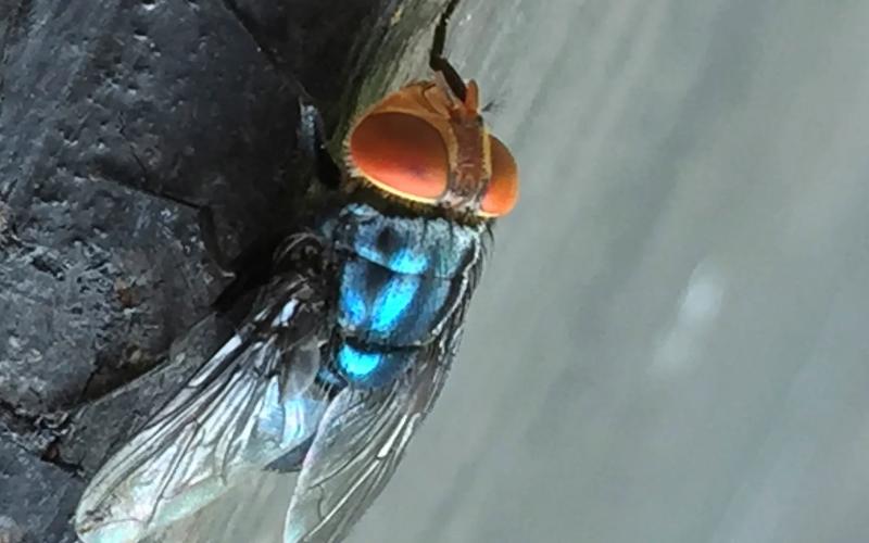 المكسيك تعلن حالة طوارئ صحية بسبب تهديد دودة الماشية اللولبية