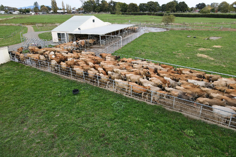 New Zealand Achieves Record Milk Production Amid Favorable Conditions