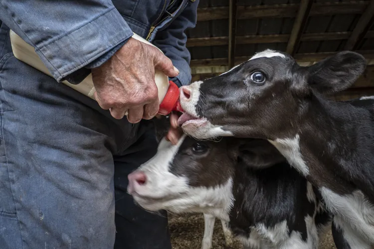 CDCB Publishes Two Genetic Traits for Calf Health