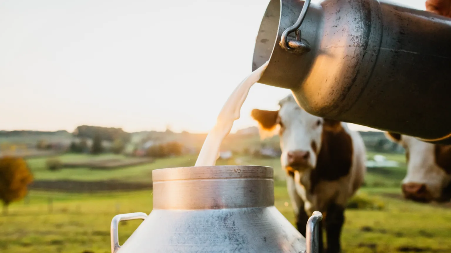 Welsh dairy farmers remain below break-even despite higher prices