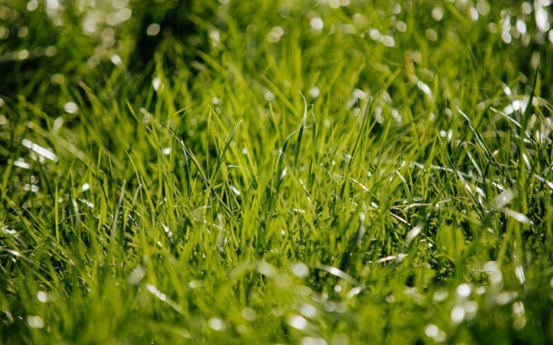 New Zealand Dairy Farmers Manage Pastures for Peak Milk and Persistence