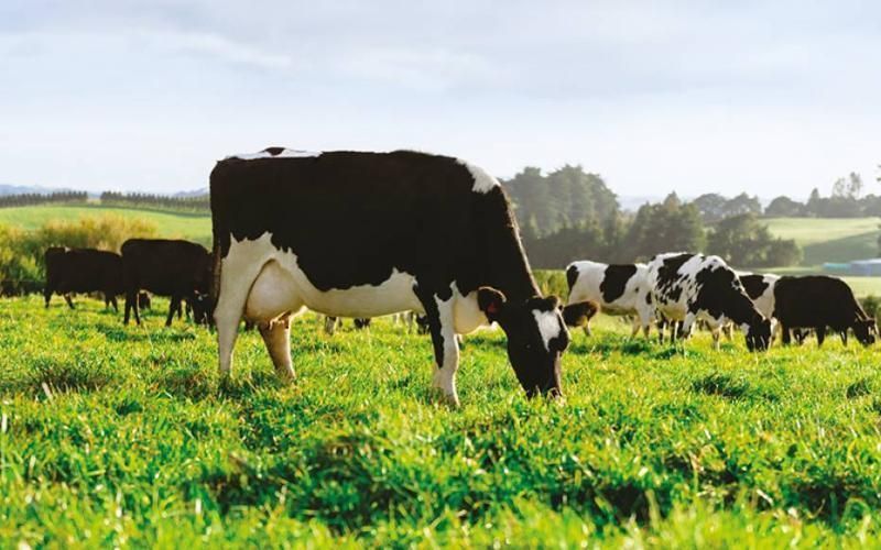 ANZ incrementa la previsión del precio de la leche en medio de fluctuaciones del mercado lácteo global