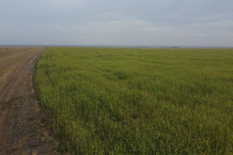 В Актюбинской области Казахстана увеличивают пастбищные площади