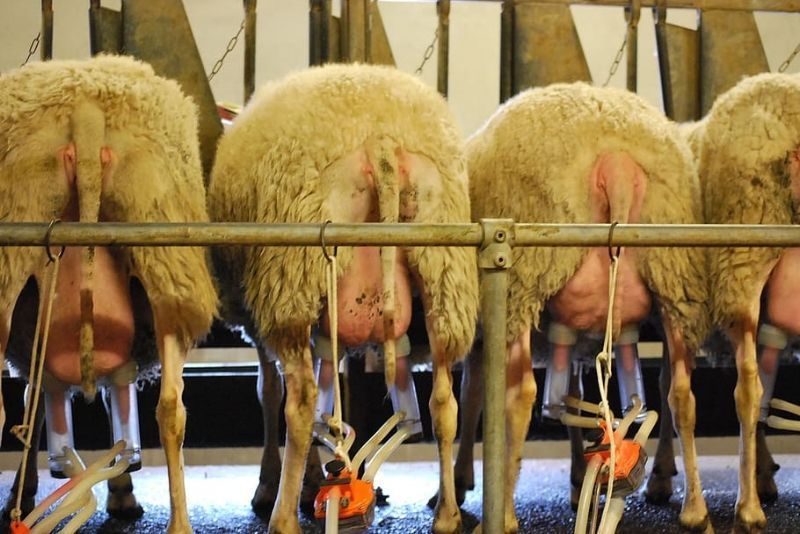 Biomarkers for Feed Efficiency Found in Sheep Milk