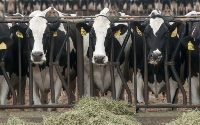 University of Florida Researchers Test Innovative Feed for Methane Reduction
