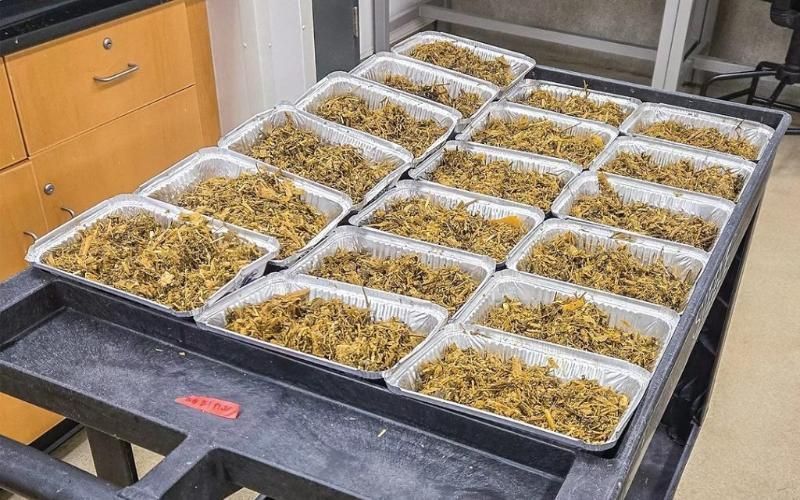 Las dietas circulares mejoran la eficiencia del alimento lácteo en Estados Unidos