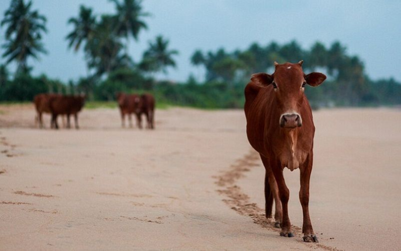 Traders in Malappuram Accused of Leaving Cattle to Die for Insurance Claims