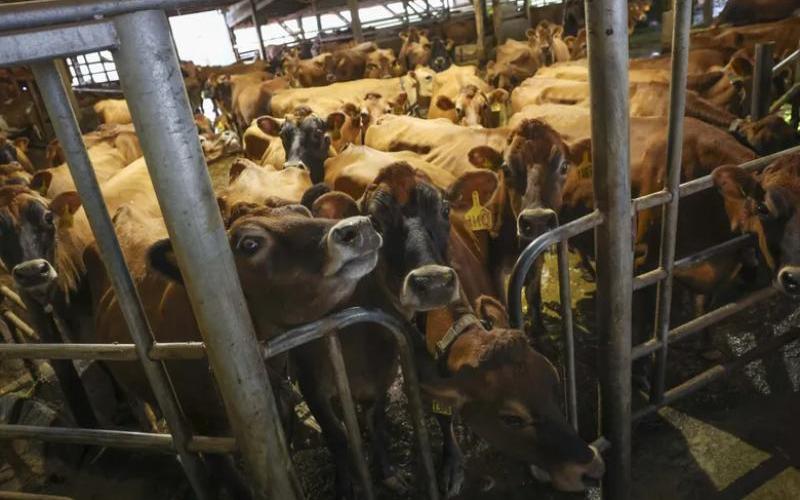 Washington Dairy Farms Face Challenges Amid Holiday Boost in Eggnog Sales