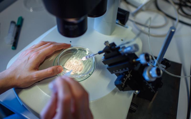 Kök Hücreler Süt İneklerinin Sağlığını ve Süt Kalitesini Devrim Niteliğinde Değiştiriyor