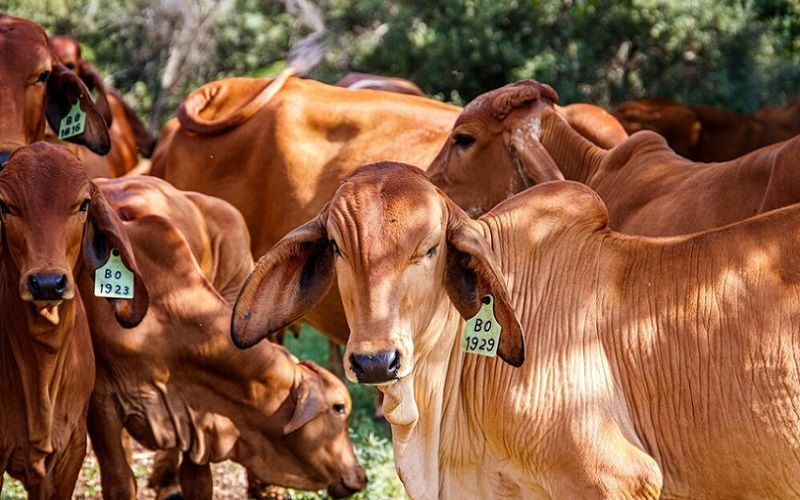  "India will produce 30% of the world's milk by 2030": National Council for the Development of the Dairy Industry of India