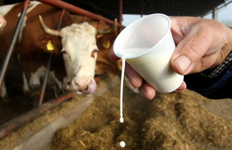 Bosnian Dairy Farmers Seek Protection as Farms Shut Down