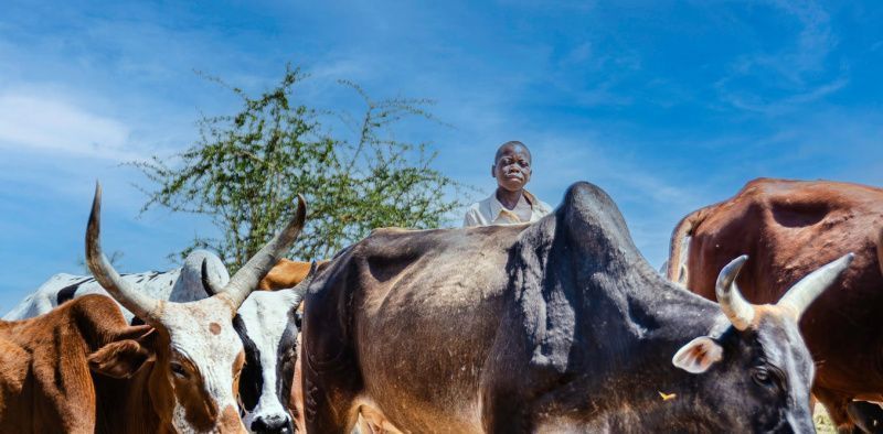 Healthier Farm Animals Can Reduce Emissions per Unit