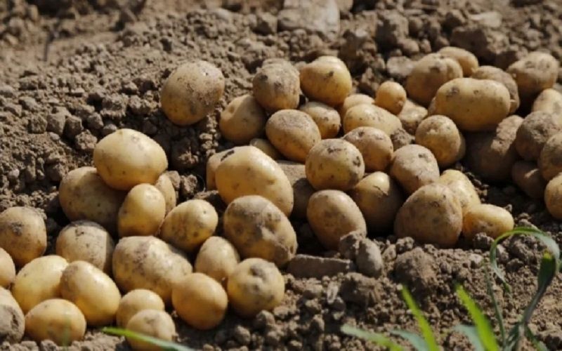 В Узбекистане выросло производство картофеля В Узбекистане выросло производство картофеля