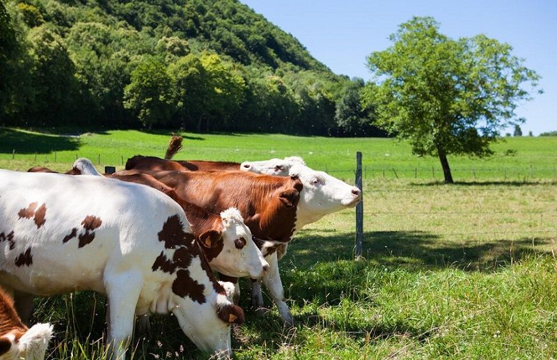 Northern Ireland Farm Welfare Bill Aims to Set 'Guaranteed Prices' for Farmers